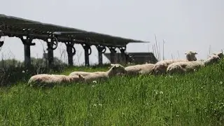 AgweekTV: Sheep Used to Graze on Solar Farms