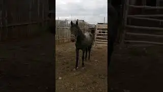 Умка ( Хауэбаут Ми - Упа)