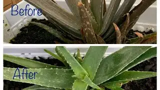 How we saved our brown dying Aloe vera plant in 10 days!