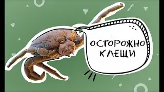 Клещи у собак