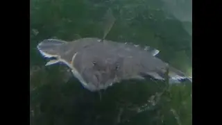 Bottom Feeder Cam