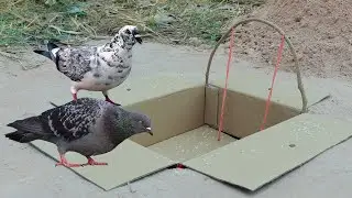 Easy Unique Trap Using Cardboard And Hole - Simple Pigeon Trap Test