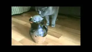 Funny animals 6// Смешные животные 6