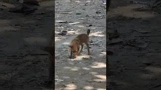 A Cute Puppy On The Go