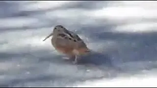 Oyun Havası Oynayan Kuş