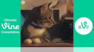 Vine Compilation Animals Episode 33