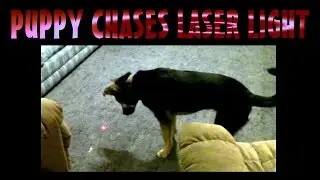 Puppy Goes Crazy for Laser Light!!! - Vlog Day 4