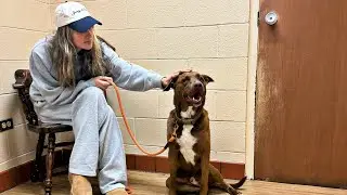 Our 6 year old dog had to go to the vet. Full Update on Nate