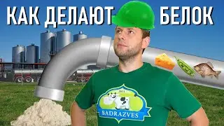 Из чего делают протеин как производят белок продукты