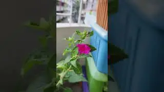 Flower can make you happy #piano #music #relaxing #pianomusic #flowers #nature