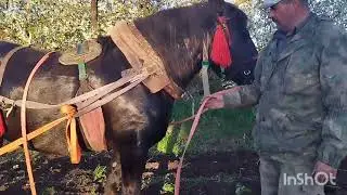 ОБУЧЕНИЕ ЛОШАДЕЙ🐎ЗАПРЯГЛИ АЗУ ПЕРВЫЙ РАЗ В КУЛЬТИВАТОР💪🔥🐎
