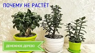 Почему не растёт денежное дерево (толстянка).