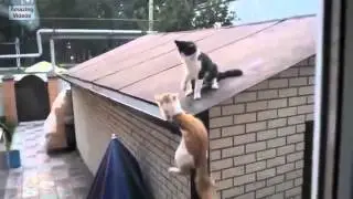 ПРИКОЛЬНЫЕ УСАТЫЕ СМЕШНЫЕ  12