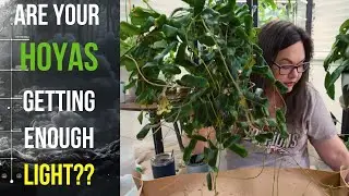 Hoya Lighting Needs Explained | Let’s Talk Ep 001