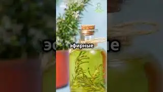 Растения отпугивающие муравьев  
