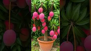 🌿Grow Mango Tree Faster with This Proven Method for Beginners! 