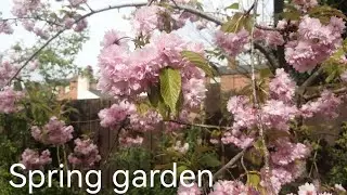 Million Hearts ❤️ Spring in my Garden 🇬🇧(Part-1)
