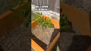 GROWING CITRUS IN THE UK | OUTDOORS KUMQUAT TREE UPDATE “11 August 2024”