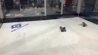 Combat Robot Fight l Antweight l Knockout Match
