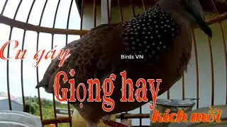 cu gáy giọng thúc hay kích mồi tập bổi nhanh nổi #37