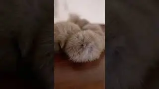 Игрушка паук из соболя с подвижным лапками от Holich