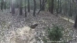 Заяц пришёл в гости к лисе