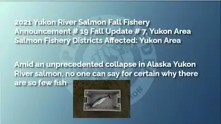 Salmon Fish Stock Collaps along Yukon River in Alsaka