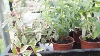 Allotment 3rd June 2017