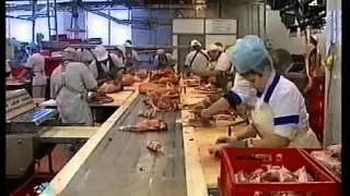 Свиноводство в Челябинской области Январь 2013