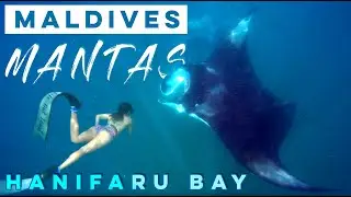 Hanifaru Bay is a Manta Ray Heaven - Dharavandhoo - Baa Atoll Maldives
