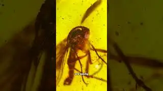 Does This Amber-Fossilized Bug Hold DINOSAUR DNA?