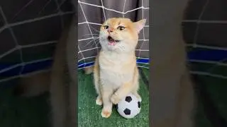 My cats really wanted to play football #cat #cats