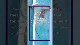 Urban Lizard Research
