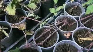 Сроки укрытия ежевики и место хранения саженцев