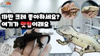새로운 다이노마켓? 크레 신도시가 새롭게 열렸다고 해서 찾아가 보았습니다