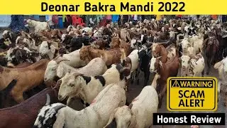 Deonar Bakra Mandi 2022 Latest Update Today | bakra mandi 2022 | Honest Review| Scammers 🚫