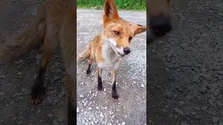 🦊