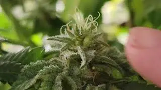 Grow Update: HERM!!