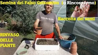 Raccolta e Semina del Falso Gelsomino (o Rincospermo)