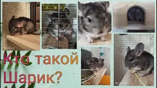 Кто такой Шарик? ,,Кролик? Шиншилла? Мышь? Крыса?,,