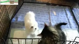 Кошки и Щенки! Смешные кошки очень