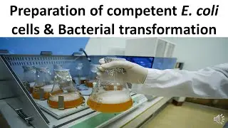 Preparation of competent E. coli cells & Bacterial transformation