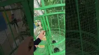 #птица #попугай