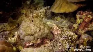 Philippines # Cebu # Moalboal # night diving # The Blue Abyss Dive Shop