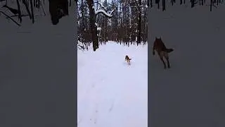 Рыжая собака пронеслась мимо