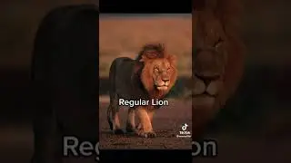 Muscular animals VS regular animals 
