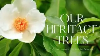 Our Heritage Trees - 2024