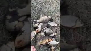 Летняя рыбалка на «платнике» в Пригородном г. Славгород