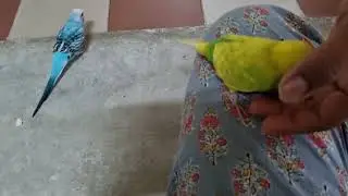 Cute Birds find their way home