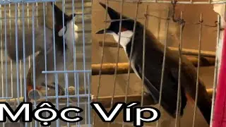 Khướu Choè Mào Mồi Mào Mộc Víp Bóng Bộ Tướng Tá Rất Đẹp Giọng Xoắn 24/10/24